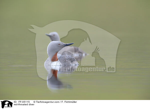 Sterntaucher / red-throated diver / FF-05115