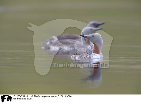 Sterntaucher / red-throated diver / FF-05118