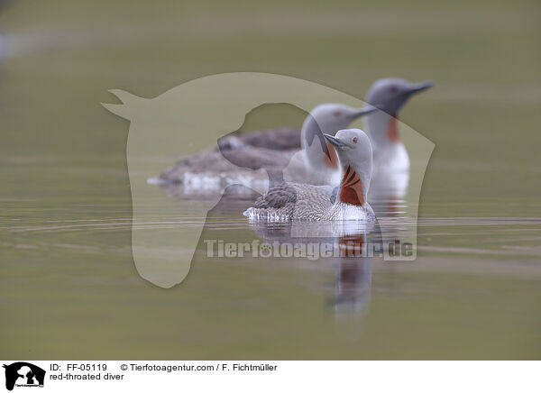 Sterntaucher / red-throated diver / FF-05119