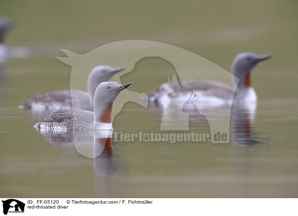 Sterntaucher / red-throated diver / FF-05120