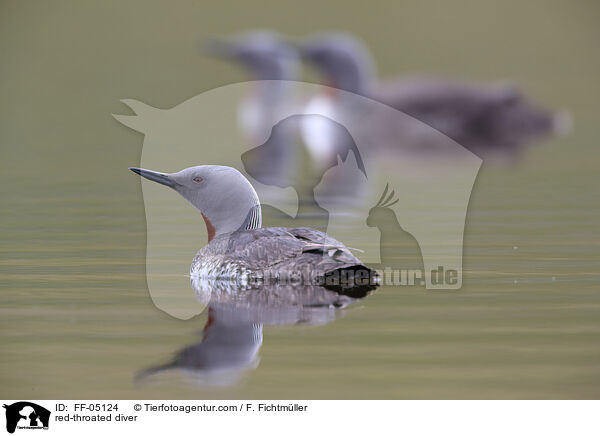 Sterntaucher / red-throated diver / FF-05124
