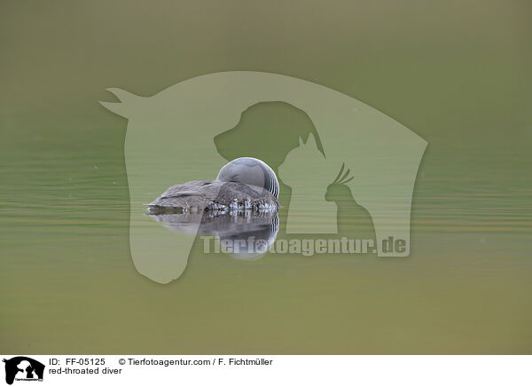 Sterntaucher / red-throated diver / FF-05125