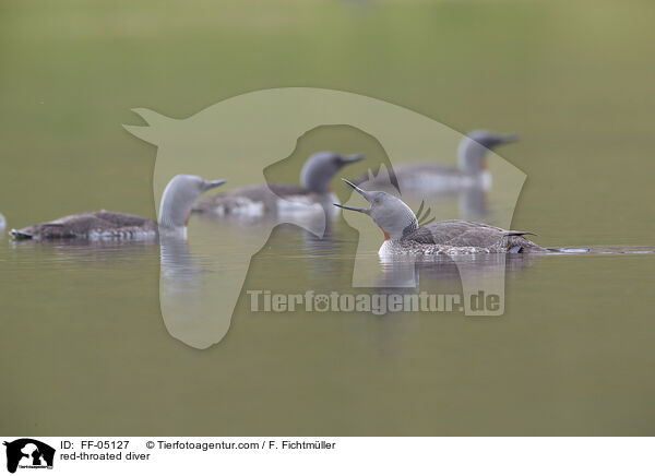 Sterntaucher / red-throated diver / FF-05127