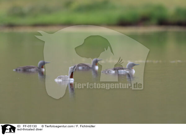 Sterntaucher / red-throated diver / FF-05130