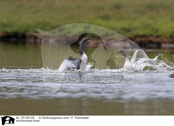 Sterntaucher / red-throated diver / FF-05135