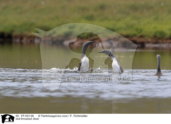 Sterntaucher / red-throated diver / FF-05136