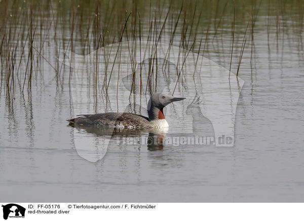 Sterntaucher / red-throated diver / FF-05176