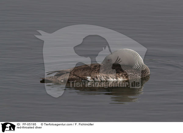 Sterntaucher / red-throated diver / FF-05195