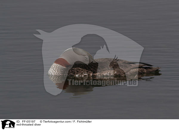 Sterntaucher / red-throated diver / FF-05197
