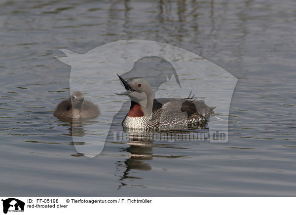 Sterntaucher / red-throated diver / FF-05198