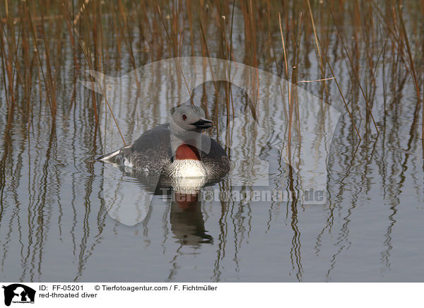 Sterntaucher / red-throated diver / FF-05201