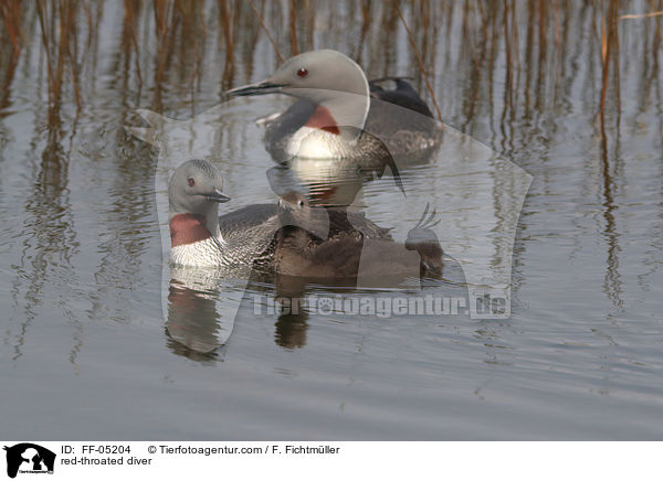 Sterntaucher / red-throated diver / FF-05204