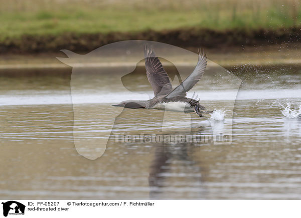 Sterntaucher / red-throated diver / FF-05207