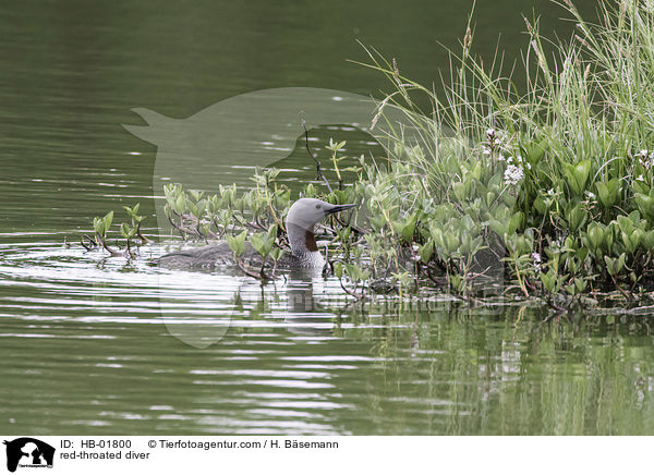 Sterntaucher / red-throated diver / HB-01800