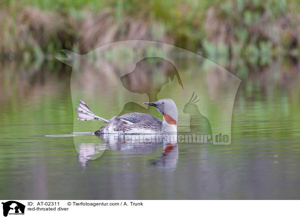 Sterntaucher / red-throated diver / AT-02311