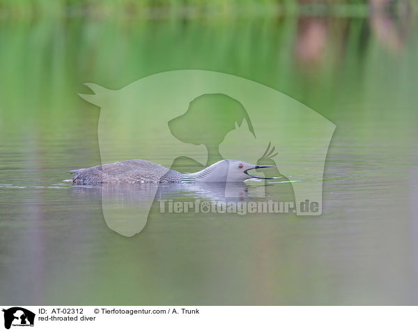 Sterntaucher / red-throated diver / AT-02312