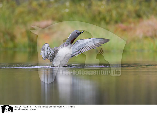 Sterntaucher / red-throated diver / AT-02317