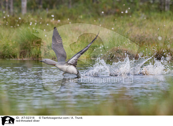 Sterntaucher / red-throated diver / AT-02318