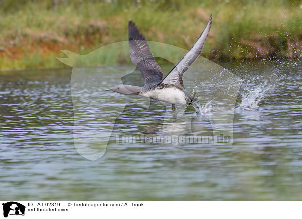 Sterntaucher / red-throated diver / AT-02319