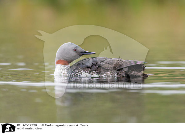 Sterntaucher / red-throated diver / AT-02320