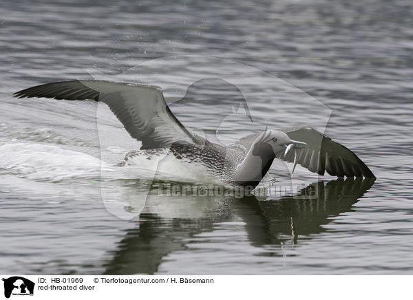Sterntaucher / red-throated diver / HB-01969