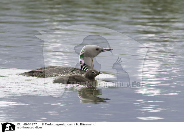 red-throated diver / HB-01977