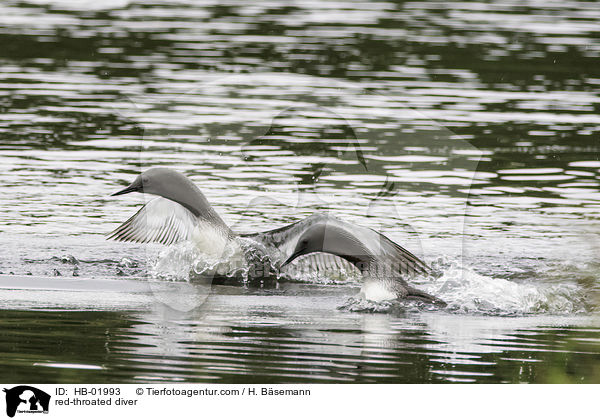 red-throated diver / HB-01993