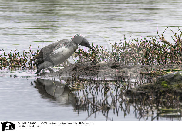 Sterntaucher / red-throated diver / HB-01996