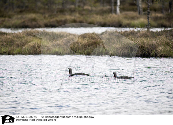schwimmende Sterntaucher / swimming Red-throated Divers / MBS-20740