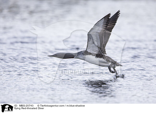 fliegender Sterntaucher / flying Red-throated Diver / MBS-20743