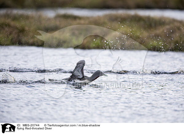 fliegender Sterntaucher / flying Red-throated Diver / MBS-20744