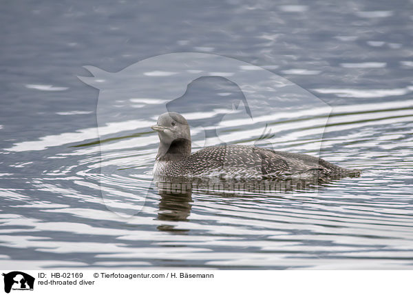 Sterntaucher / red-throated diver / HB-02169