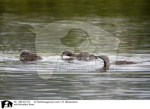 Sterntaucher / red-throated diver / HB-02172