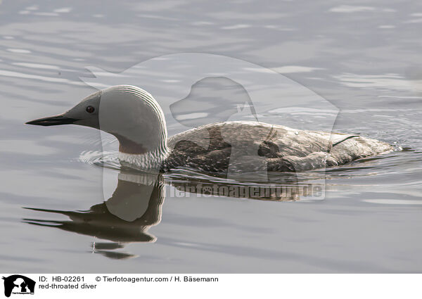 Sterntaucher / red-throated diver / HB-02261