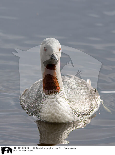 Sterntaucher / red-throated diver / HB-02262