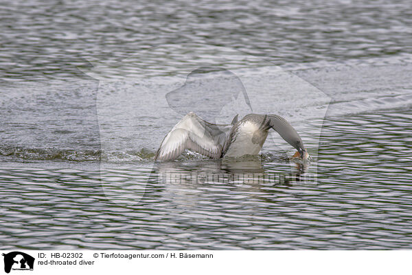 Sterntaucher / red-throated diver / HB-02302