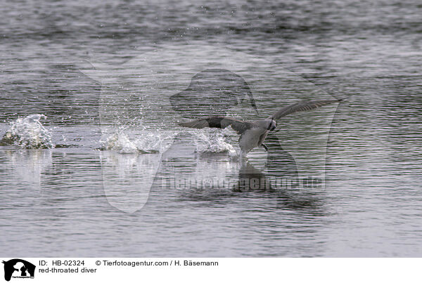 Sterntaucher / red-throated diver / HB-02324