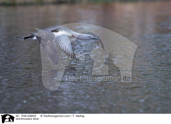 Sterntaucher / red-throated diver / THA-09805