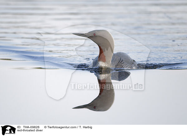 Sterntaucher / red-throated diver / THA-09826