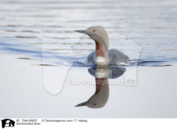 red-throated diver / THA-09827