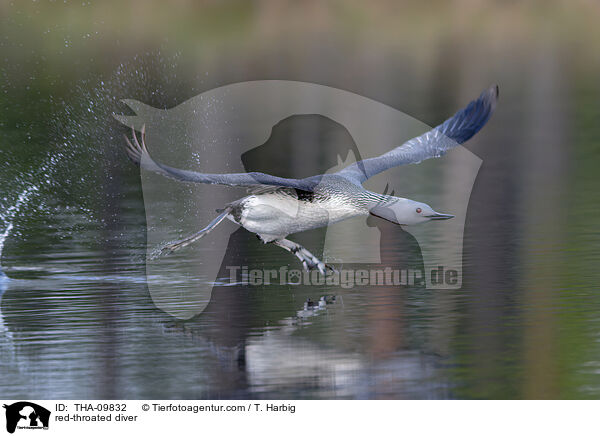 Sterntaucher / red-throated diver / THA-09832