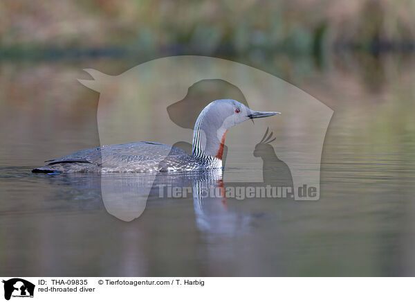 Sterntaucher / red-throated diver / THA-09835