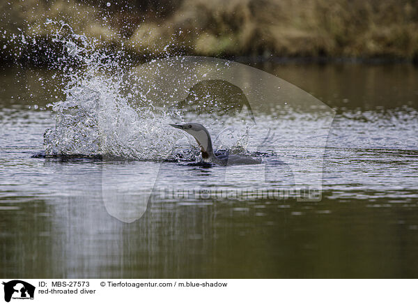 Sterntaucher / red-throated diver / MBS-27573