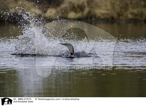 Sterntaucher / red-throated diver / MBS-27573