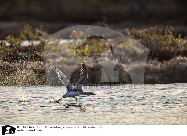Sterntaucher / red-throated diver / MBS-27575