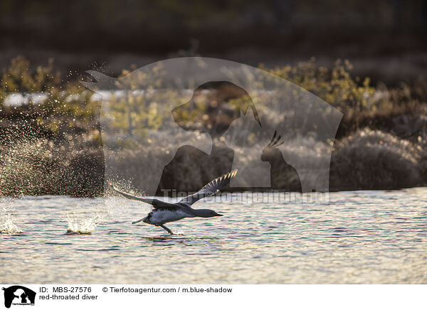 Sterntaucher / red-throated diver / MBS-27576