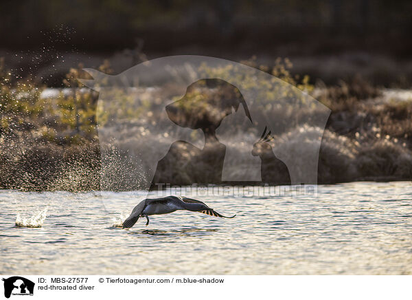 Sterntaucher / red-throated diver / MBS-27577