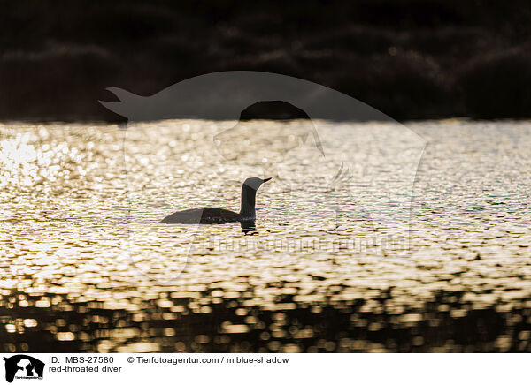 Sterntaucher / red-throated diver / MBS-27580
