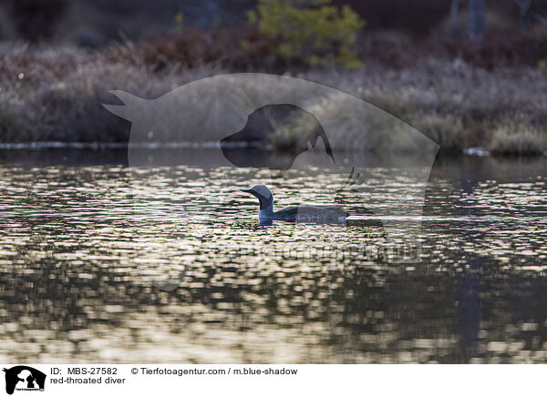 Sterntaucher / red-throated diver / MBS-27582