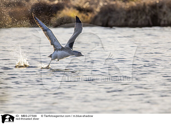 Sterntaucher / red-throated diver / MBS-27588